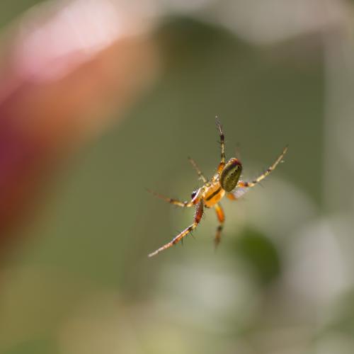 Araniella sp.